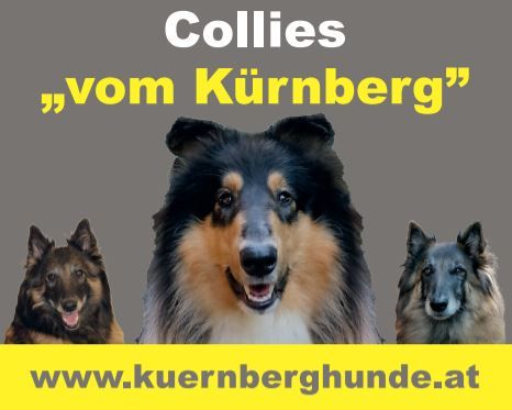 Collies "vom Krnberg"